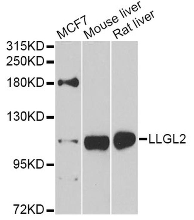 LLGL2 Antibody in Western Blot (WB)