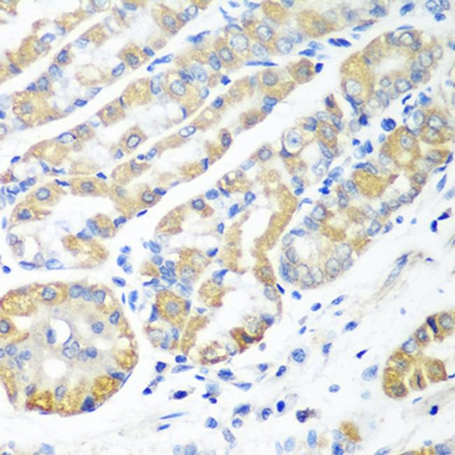 MSRB2 Antibody in Immunohistochemistry (Paraffin) (IHC (P))