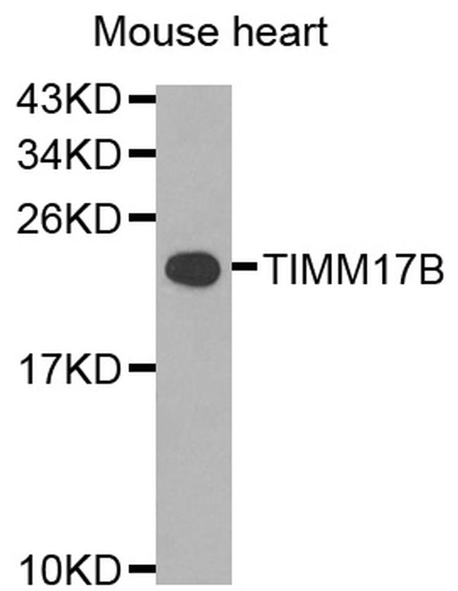 TIMM17B Antibody in Western Blot (WB)