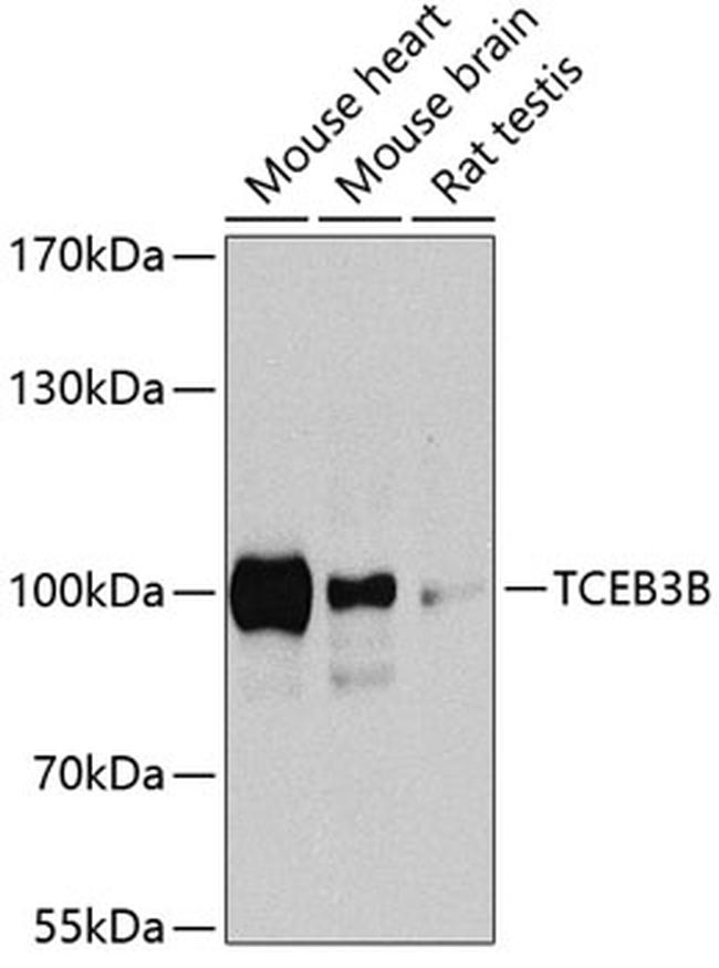 ELOA Antibody in Western Blot (WB)