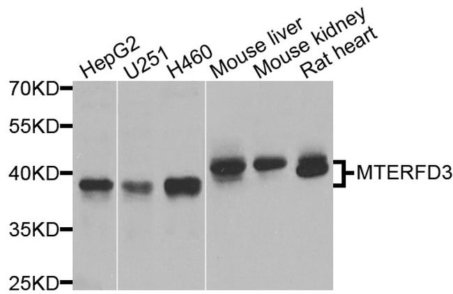 MTERFD3 Antibody in Western Blot (WB)