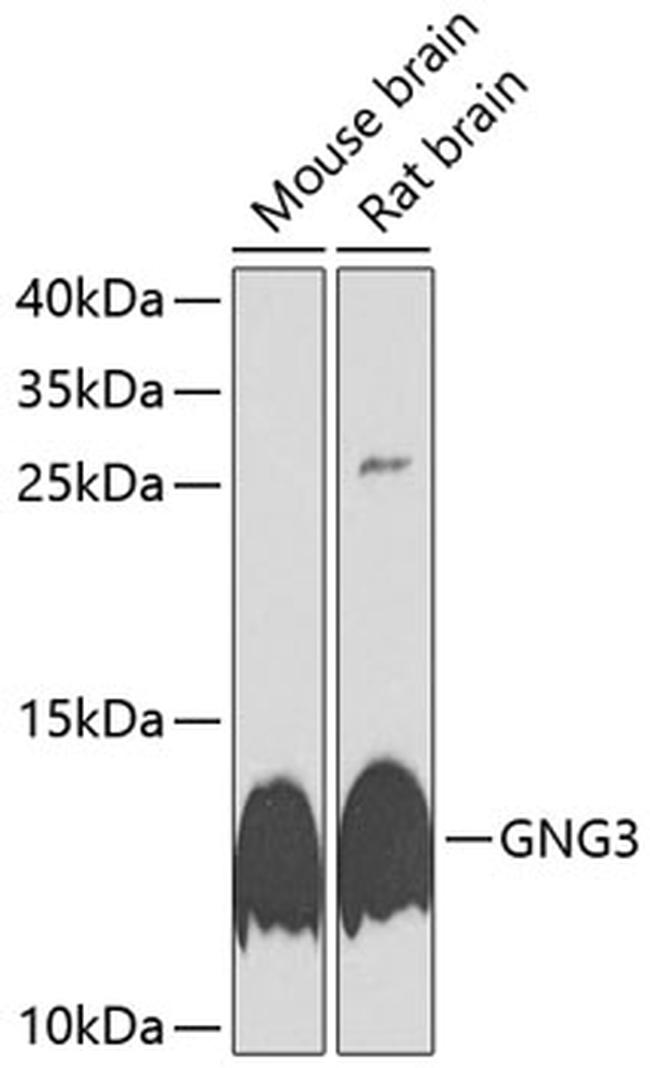 GNG3 Antibody in Western Blot (WB)