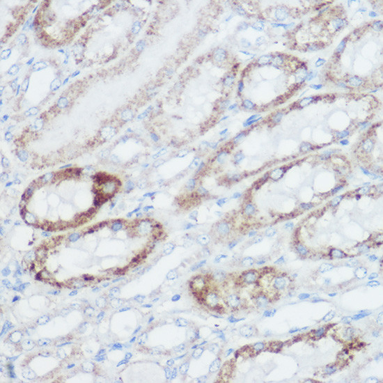 GluD1 Antibody in Immunohistochemistry (Paraffin) (IHC (P))