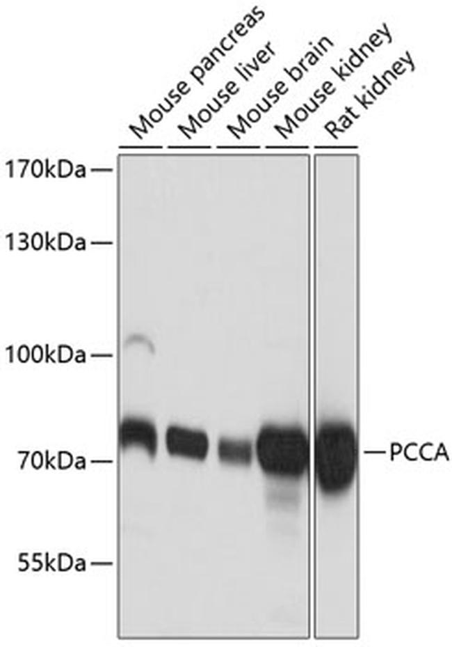 PCCA Antibody in Western Blot (WB)