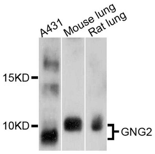 GNG2 Antibody in Western Blot (WB)