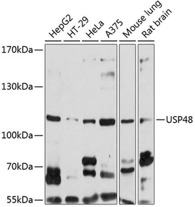 USP48 Antibody in Western Blot (WB)