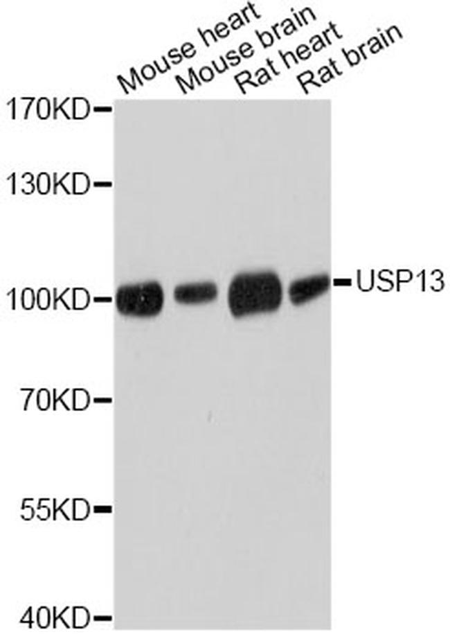 USP13 Antibody in Western Blot (WB)