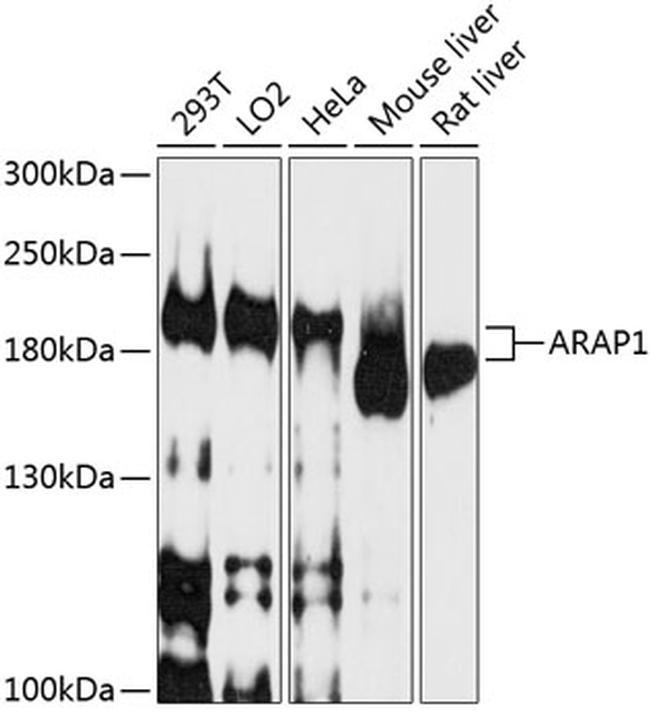 ARAP1 Antibody in Western Blot (WB)