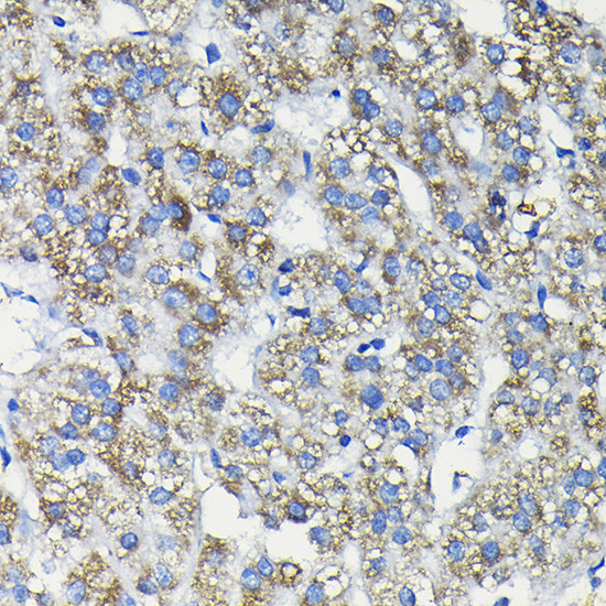 FUCA2 Antibody in Immunohistochemistry (Paraffin) (IHC (P))