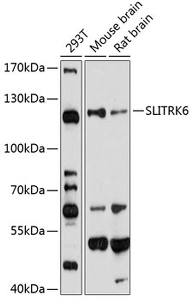 SLITRK6 Antibody in Western Blot (WB)