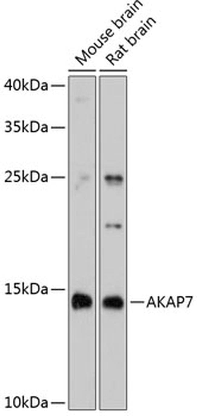 AKAP7 Antibody in Western Blot (WB)