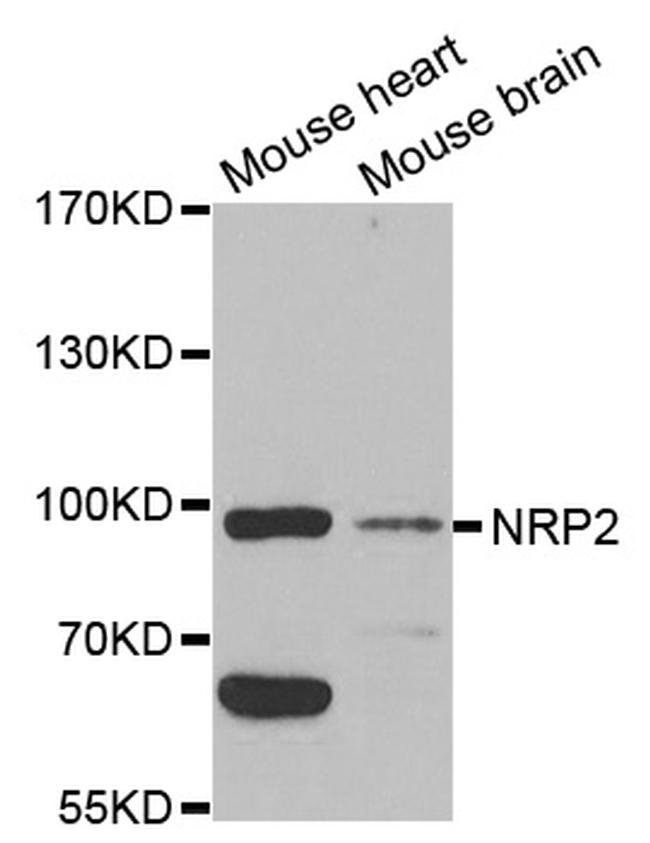 Neuropilin 2 Antibody in Western Blot (WB)