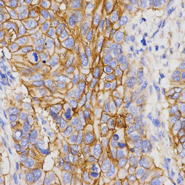 PGC Antibody in Immunohistochemistry (Paraffin) (IHC (P))