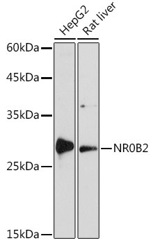 NR0B2 Antibody in Western Blot (WB)