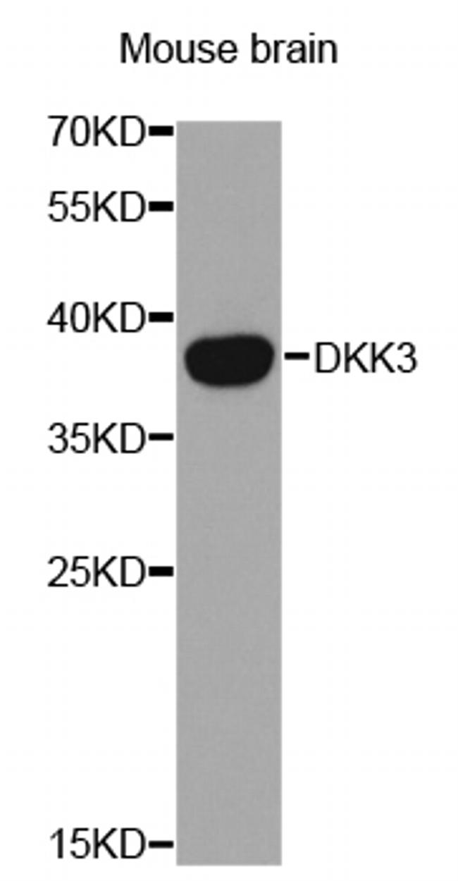 DKK3 Antibody in Western Blot (WB)