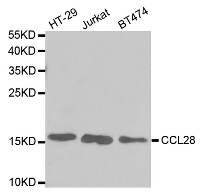 CCL28 Antibody in Western Blot (WB)