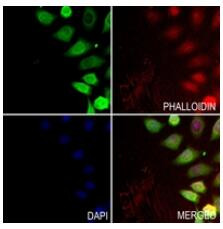 Elastin Antibody in Immunocytochemistry (ICC/IF)