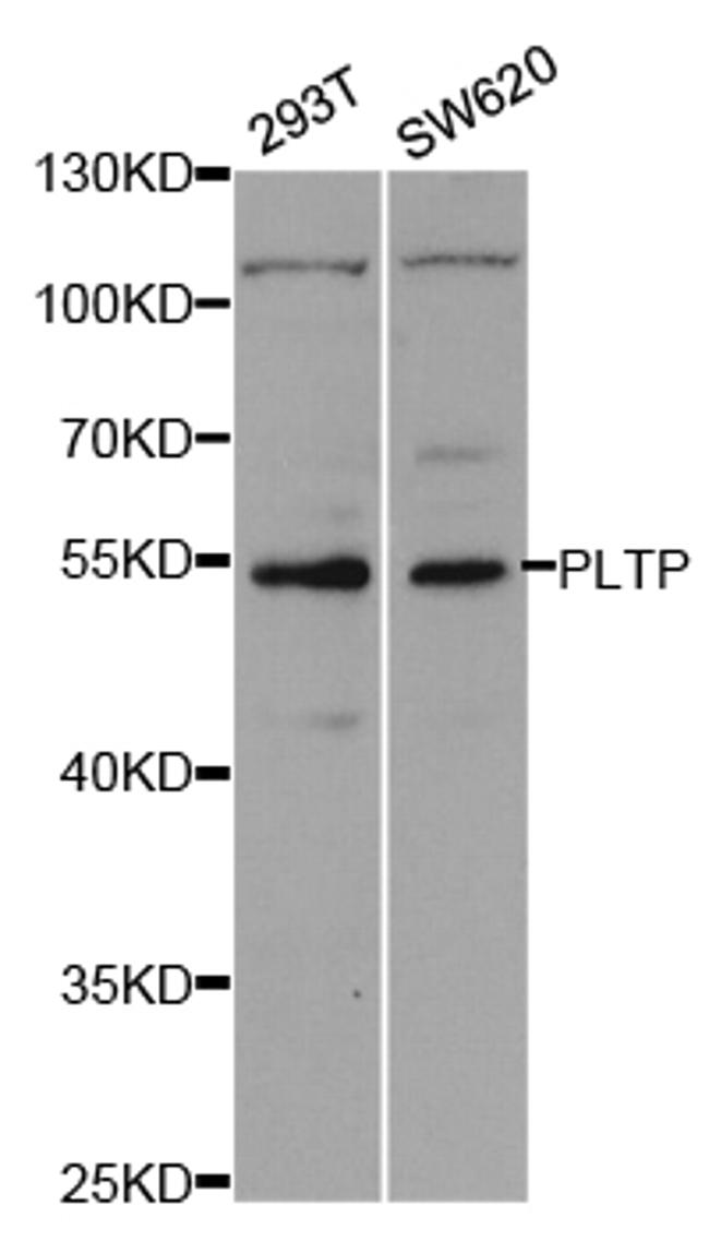 PLTP Antibody in Western Blot (WB)