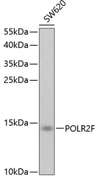 POLR2F Antibody in Western Blot (WB)