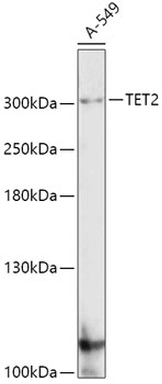 TET2 Antibody in Western Blot (WB)