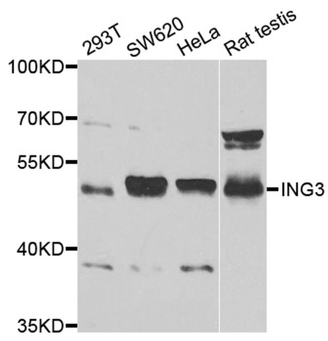 ING3 Antibody in Western Blot (WB)