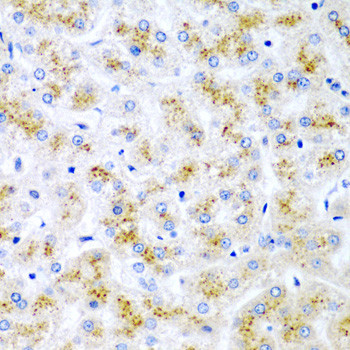 WNT2 Antibody in Immunohistochemistry (Paraffin) (IHC (P))