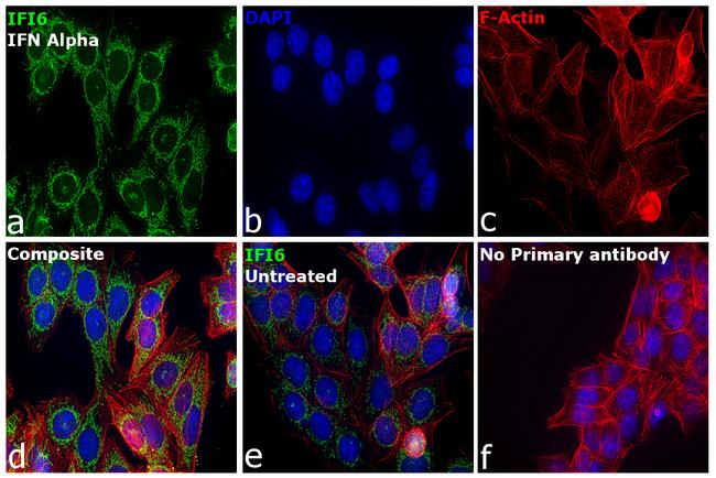 IFI6 Antibody in Immunocytochemistry (ICC/IF)