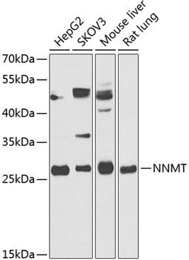 NNMT Antibody in Western Blot (WB)