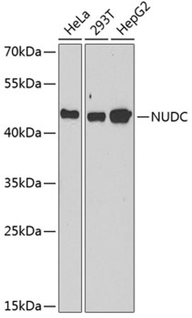 NUDC Antibody in Western Blot (WB)