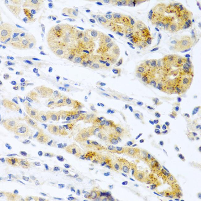 PROK2 Antibody in Immunohistochemistry (Paraffin) (IHC (P))