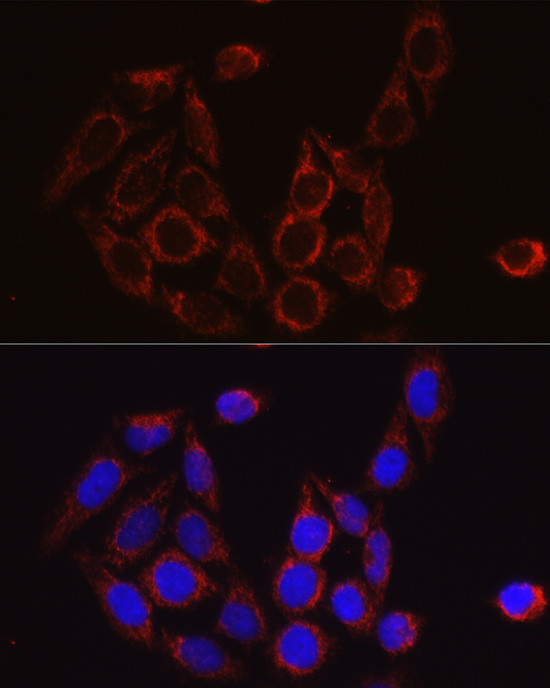 SBP2 Antibody in Immunocytochemistry (ICC/IF)