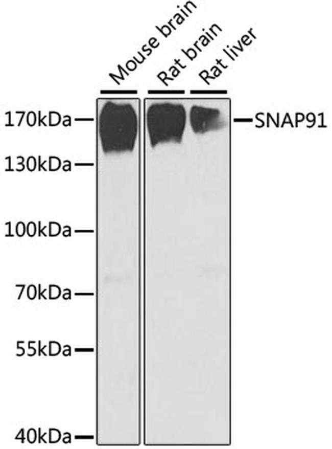 SNAP91 Antibody in Western Blot (WB)