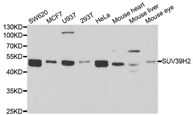 SUV39H2 Antibody in Western Blot (WB)