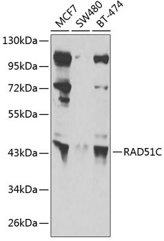 RAD51C Antibody in Western Blot (WB)