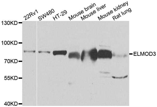 ELMO3 Antibody in Western Blot (WB)