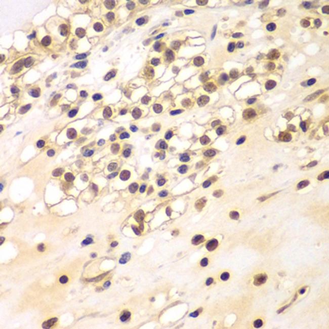 BCAS3 Antibody in Immunohistochemistry (Paraffin) (IHC (P))