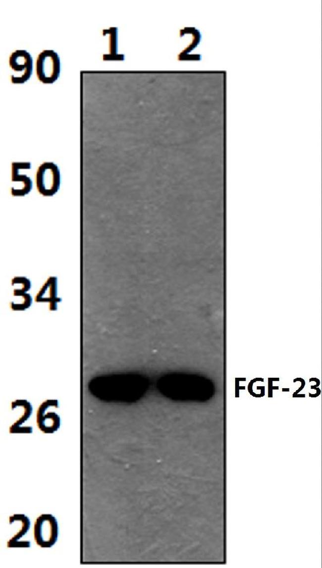 FGF23 Antibody in Western Blot (WB)