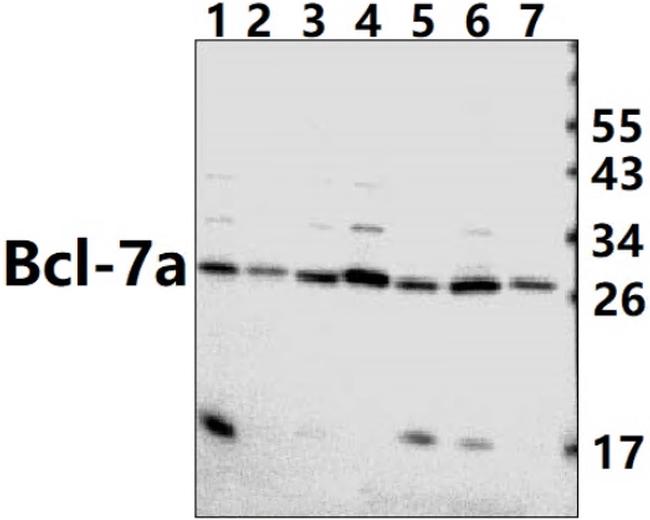 BCL7A Antibody in Western Blot (WB)