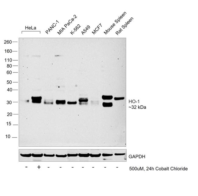 HO-1 Antibody in Western Blot (WB)