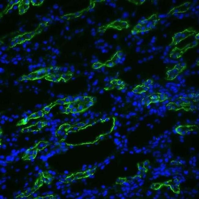 Aquaporin 3 Antibody in Immunohistochemistry (PFA fixed) (IHC (PFA))