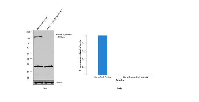 Blooms Syndrome Antibody in Western Blot (WB)