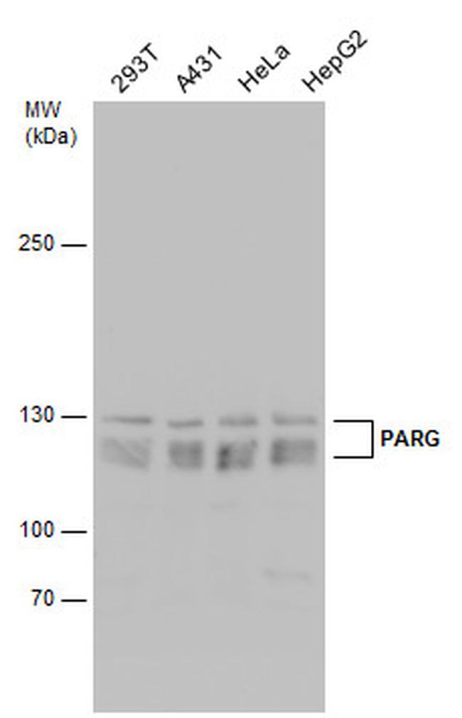 PARG Antibody in Western Blot (WB)