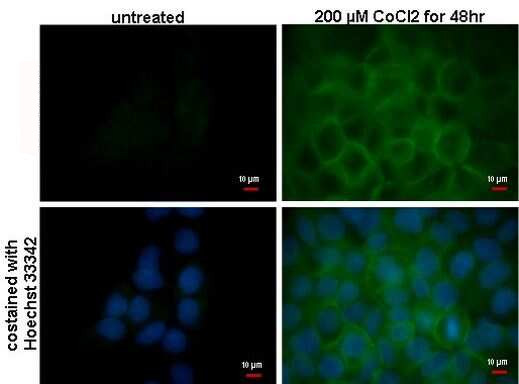 Carbonic Anhydrase IX Antibody in Immunocytochemistry (ICC/IF)