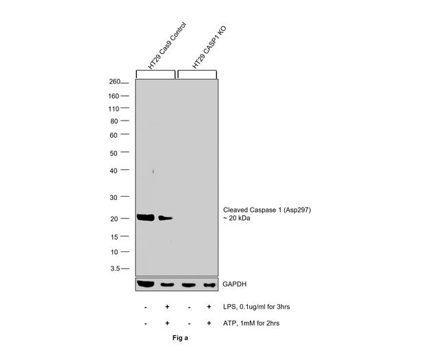 Caspase 1 (cleaved Asp297) Antibody in Western Blot (WB)