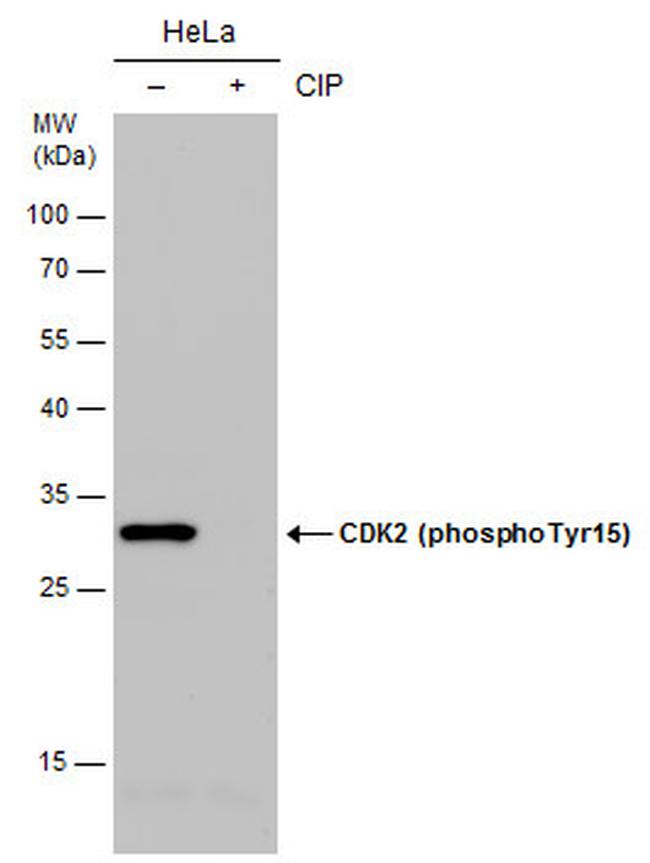 Phospho-CDK2 (Tyr15) Antibody in Western Blot (WB)