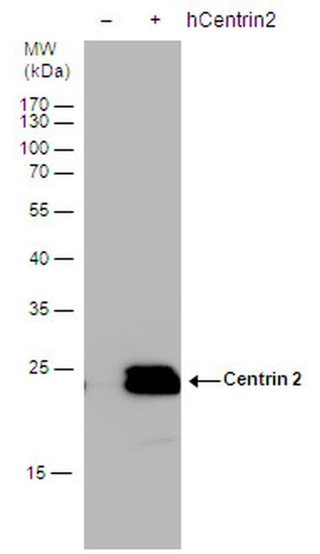 Centrin 2 Antibody in Western Blot (WB)