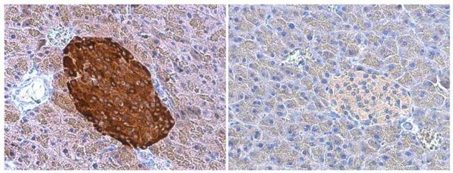 Chromogranin A Antibody in Immunohistochemistry (Paraffin) (IHC (P))