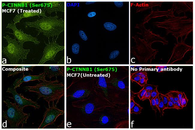 Phospho-beta Catenin (Ser675) Antibody in Immunocytochemistry (ICC/IF)