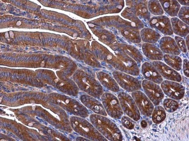 EPRS Antibody in Immunohistochemistry (Paraffin) (IHC (P))