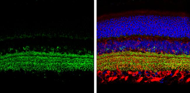 GAD65 Antibody in Immunohistochemistry (Paraffin) (IHC (P))